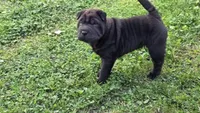 D&LF2, a female Chinese Shar-Pei for sale in Nashville, TN – Photo 4 of 6