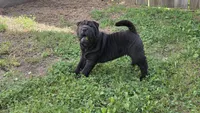 D&LF2, a female Chinese Shar-Pei for sale in Nashville, TN – Photo 2 of 6