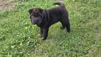 D&LF2, a female Chinese Shar-Pei for sale in Nashville, TN – Photo 5 of 6