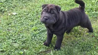 D&LF2, a female Chinese Shar-Pei for sale in Nashville, TN – Photo 3 of 6