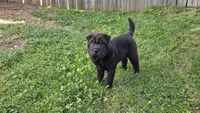 D&LF2, a female Chinese Shar-Pei for sale in Nashville, TN – Photo 6 of 6