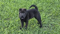 D&LF2, a female Chinese Shar-Pei for sale in Nashville, TN – 5 of 5