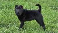 D&LF2, a female Chinese Shar-Pei for sale in Nashville, TN – 4 of 5