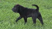 D&LF2, a female Chinese Shar-Pei for sale in Nashville, TN – 3 of 5