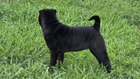 D&LF2, a female Chinese Shar-Pei for sale in Nashville, TN – 2 of 5
