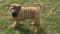 B&SF1, a female Chinese Shar-Pei for sale in Nashville, TN – Photo 2 of 5