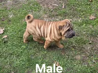 processed/1be7365b-0df5-43d4-9354-244c35f0a173/listing/e30bba15-902d-466b-a683-f425a09dfd57/82a447aa-de6a-45ad-97f9-edceea4d64ea