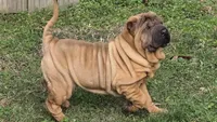 B&SF1, a female Chinese Shar-Pei for sale in Nashville, TN – Photo 4 of 5