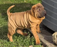 B&SF1, a female Chinese Shar-Pei for sale in Nashville, TN – Photo 1 of 5