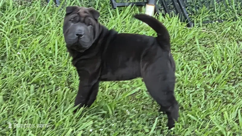 D&LF2 – Chinese Shar-Pei puppy for sale in Nashville, TN