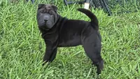 D&LF2, a female Chinese Shar-Pei for sale in Nashville, TN – 1 of 5