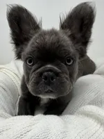 Valor , a male French Bulldog for sale in Penn Valley, CA – 9 of 10