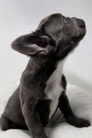 Faith , a female French Bulldog for sale in Penn Valley, CA – 7 of 10