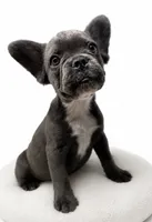 Faith , a female French Bulldog for sale in Penn Valley, CA – 9 of 10