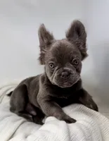 True , a male French Bulldog for sale in Penn Valley, CA – 1 of 10