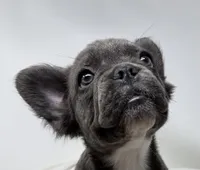Faith , a female French Bulldog for sale in Penn Valley, CA – 10 of 10