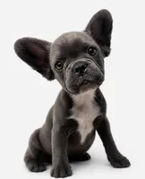 Faith , a female French Bulldog for sale in Penn Valley, CA – 3 of 10