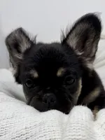 Hope, a female French Bulldog for sale in Penn Valley, CA – 3 of 10