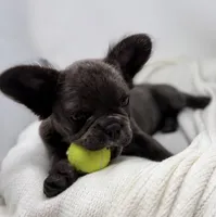 Faith , a female French Bulldog for sale in Penn Valley, CA – 5 of 10