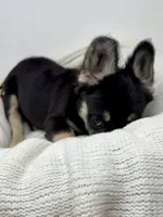 Hope, a female French Bulldog for sale in Penn Valley, CA – 7 of 10
