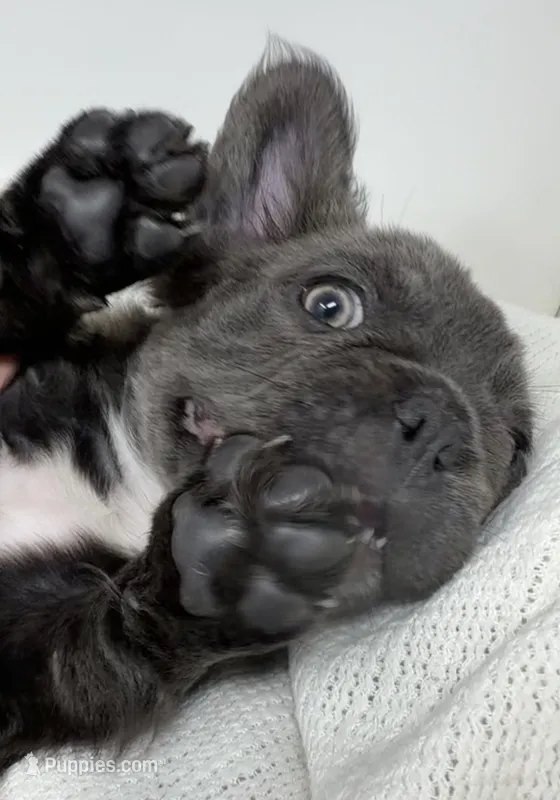 Valor  – French Bulldog puppy for sale in Penn Valley, CA