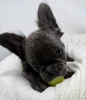 True , a male French Bulldog for sale in Penn Valley, CA – 3 of 10