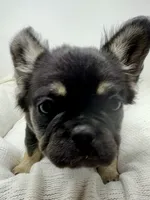 Hope, a female French Bulldog for sale in Penn Valley, CA – 2 of 10