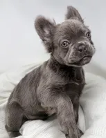 True , a male French Bulldog for sale in Penn Valley, CA – 10 of 10