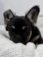 Hope, a female French Bulldog for sale in Penn Valley, CA – 9 of 10