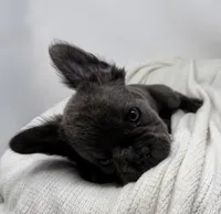 Faith , a female French Bulldog for sale in Penn Valley, CA – 6 of 10