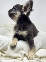Hope, a female French Bulldog for sale in Penn Valley, CA – 6 of 10