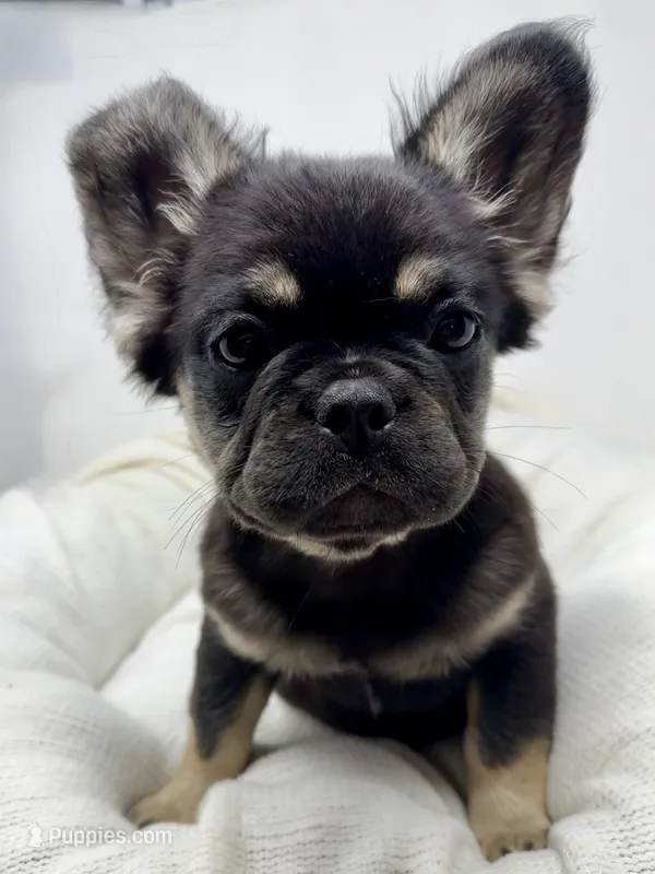 Hope – French Bulldog puppy for sale in Penn Valley, CA