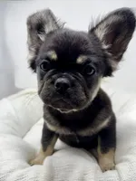 Hope, a female French Bulldog for sale in Penn Valley, CA – 8 of 10