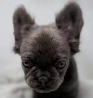 True , a male French Bulldog for sale in Penn Valley, CA – 4 of 10