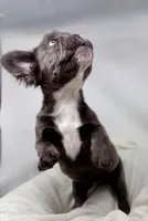 Faith , a female French Bulldog for sale in Penn Valley, CA – 8 of 10