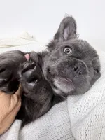 Valor , a male French Bulldog for sale in Penn Valley, CA – 6 of 10