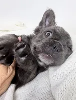 Valor , a male French Bulldog for sale in Penn Valley, CA – 2 of 10