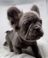 True , a male French Bulldog for sale in Penn Valley, CA – 8 of 10