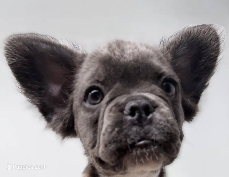 Faith  – French Bulldog puppy for sale in Penn Valley, CA