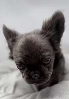 True , a male French Bulldog for sale in Penn Valley, CA – 6 of 10