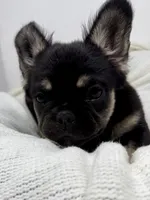 Hope, a female French Bulldog for sale in Penn Valley, CA – 4 of 10