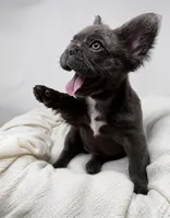 Valor , a male French Bulldog for sale in Penn Valley, CA – 7 of 10