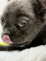 True , a male French Bulldog for sale in Penn Valley, CA – 2 of 10