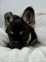 Hope, a female French Bulldog for sale in Penn Valley, CA – 5 of 10