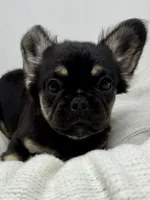 Hope, a female French Bulldog for sale in Penn Valley, CA – 10 of 10