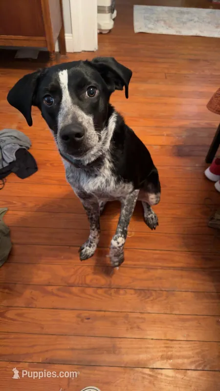 Maeshall – German Shorthaired Pointer puppy for sale in Augusta, KY