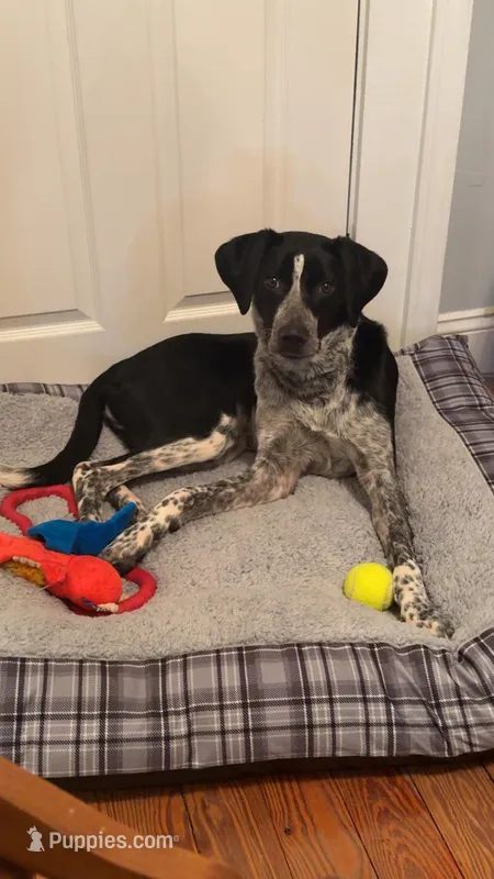 Maeshall – German Shorthaired Pointer puppy for sale in Augusta, KY