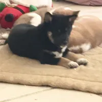 Yoyo, a female Shiba Inu for sale in Buckeye, AZ – Photo 2 of 2