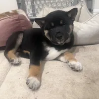 Yoyo, a female Shiba Inu for sale in Buckeye, AZ – Photo 1 of 2