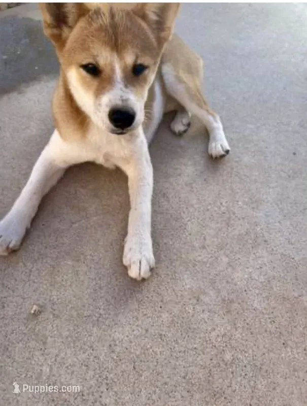 AKC Kitsune – Shiba Inu puppy for sale in Buckeye, AZ